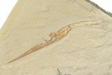 9.7" Needle Fish (Dercetis) Fossil - Fish in Stomach! - #200642-2